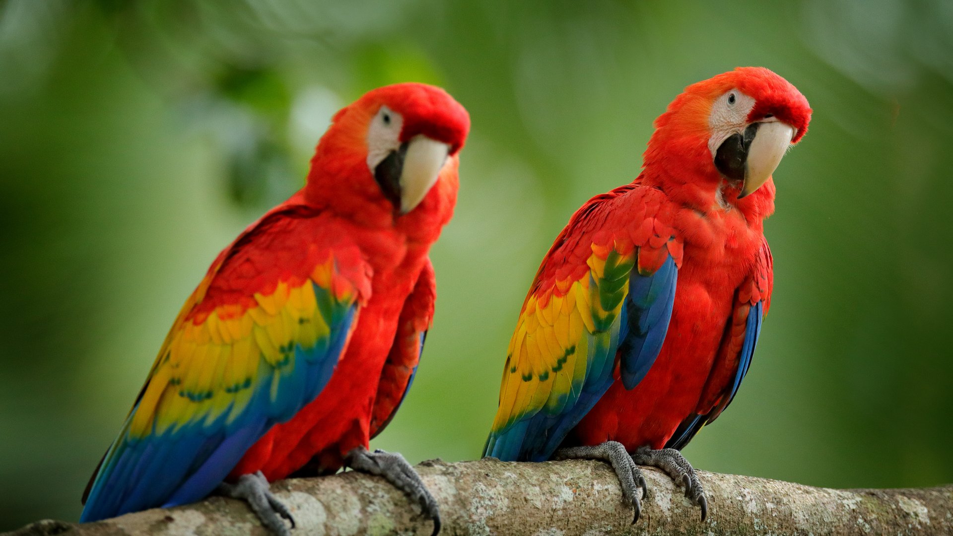 Costa Rica Faune Box Surprises - Nature - proche de le faune et de la flore du Costa ...