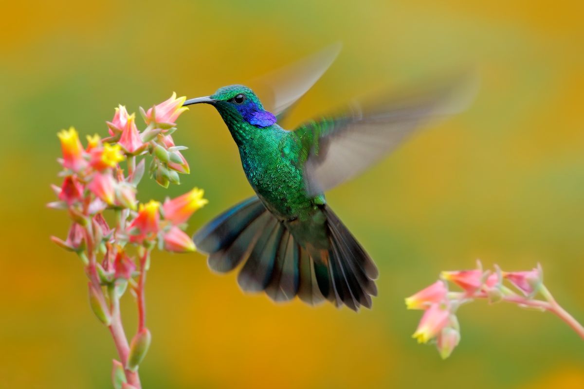 Les oiseaux du Costa Rica Circuit ornithologique Terra Caribea — free download