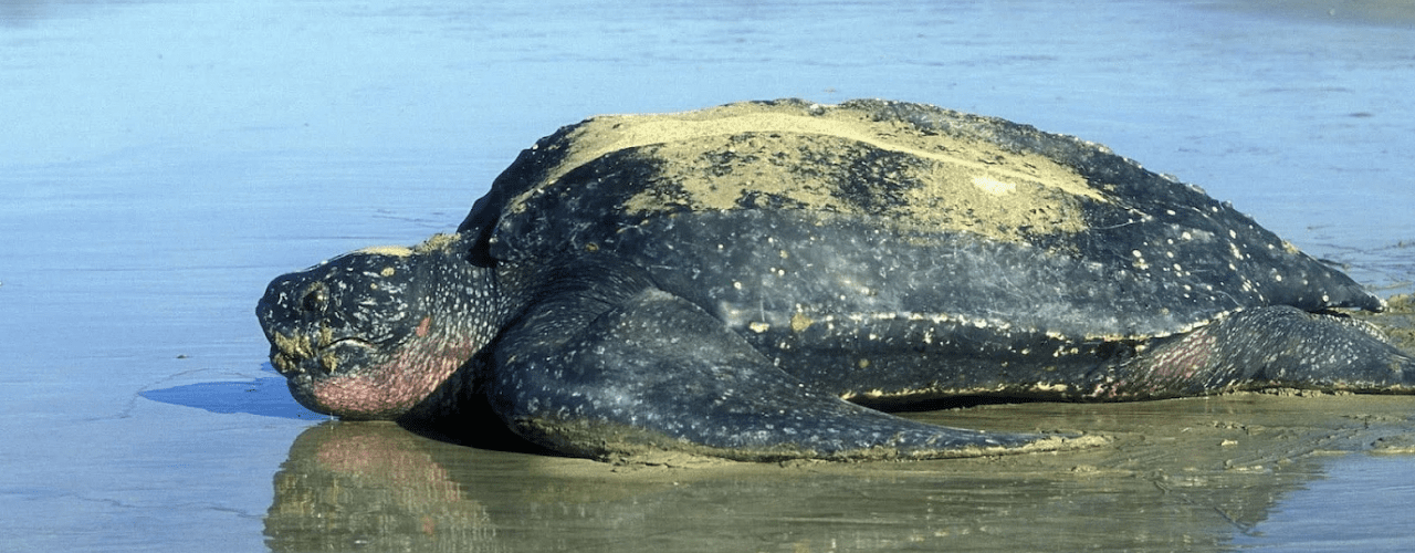Les tortues Luth une espèce exceptionnelle du Costa Rica à préserver — free download